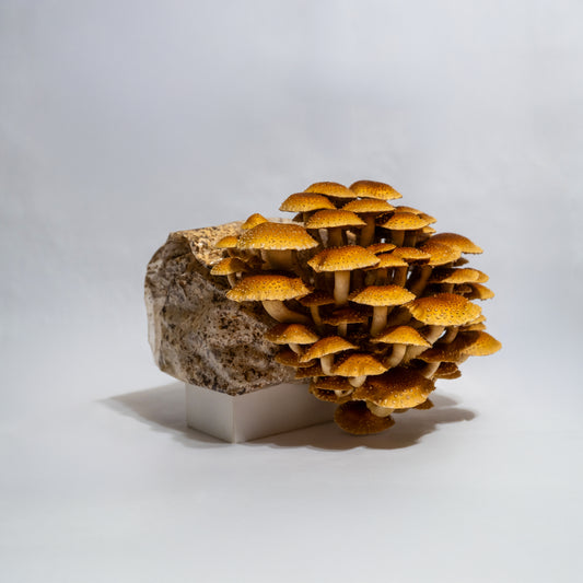 Chestnut mushroom fruiting block (6lb)