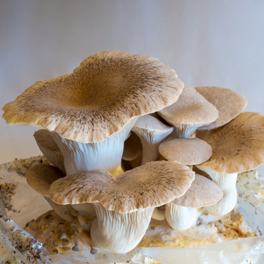 King oyster fruiting block (6lb)