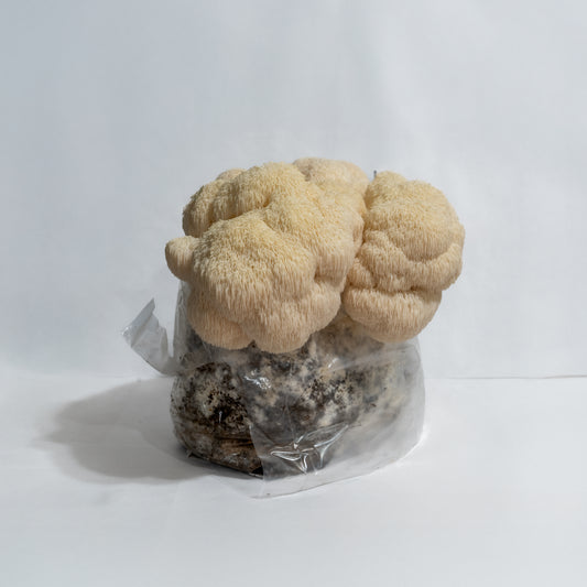 Lion's mane fruiting block (6lb)