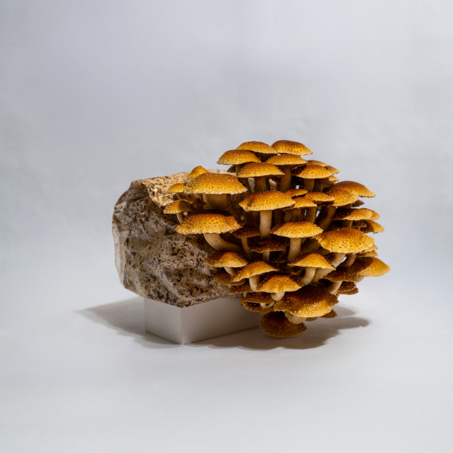 Chestnut mushroom fruiting block (6lb)