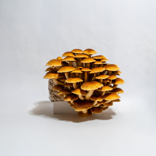 Chestnut mushroom fruiting block (6lb)