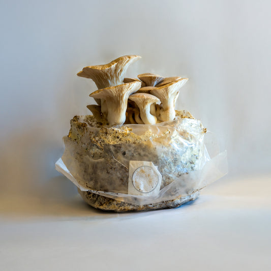 King oyster fruiting block (6lb)