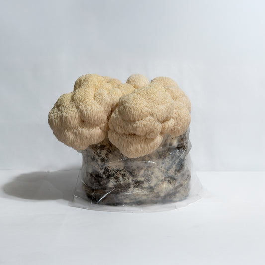 Lion's mane fruiting block (6lb)